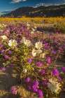 USA, California, Anza Borrego Desert State Park. Blooming desert flowers. Art Print